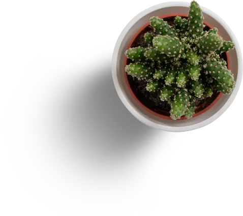 captus decorativo